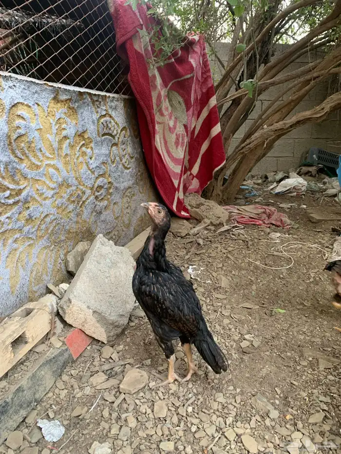 فروخ سندي صافي 1