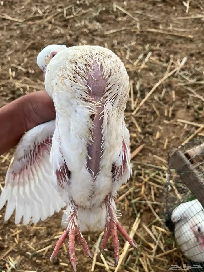 زغاليل حمام فرنسي سوبر جابو شحم ولحم 5