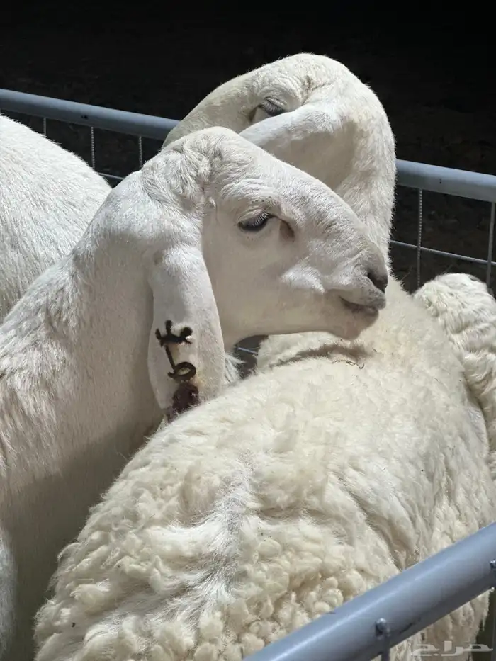 عرض الفحل ونتاجه 18