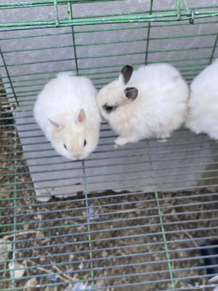 ارانب قزميه 0