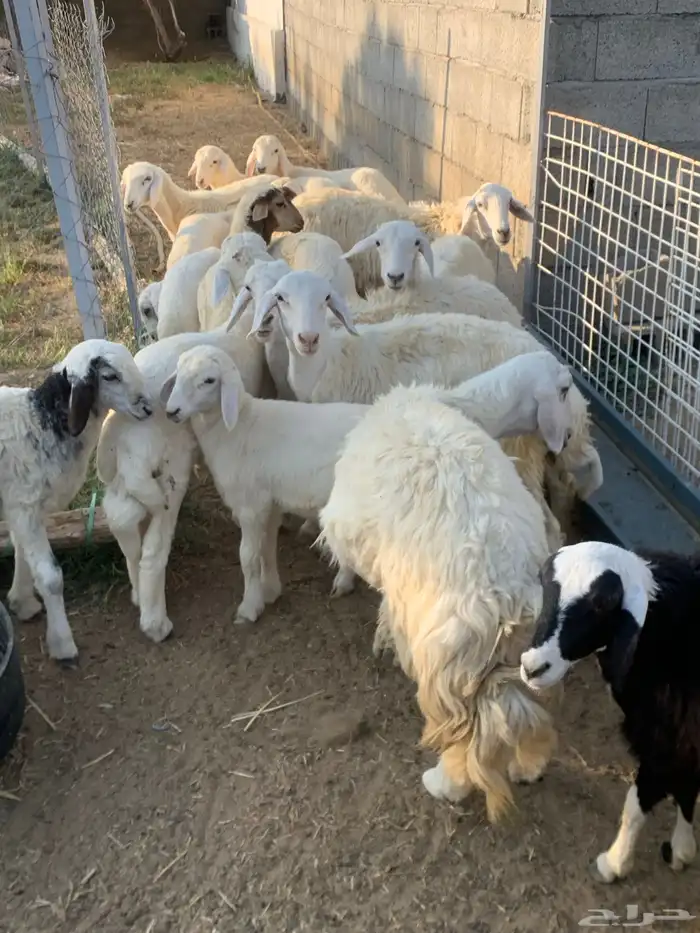 للبيع طليان ورخال عدد 16 2