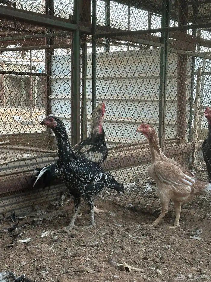 اطقم دجاج شامو - مستوى تب 4