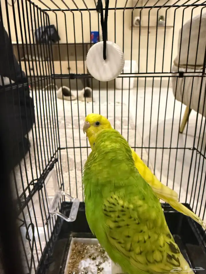 طيور زينه للتربيه 6