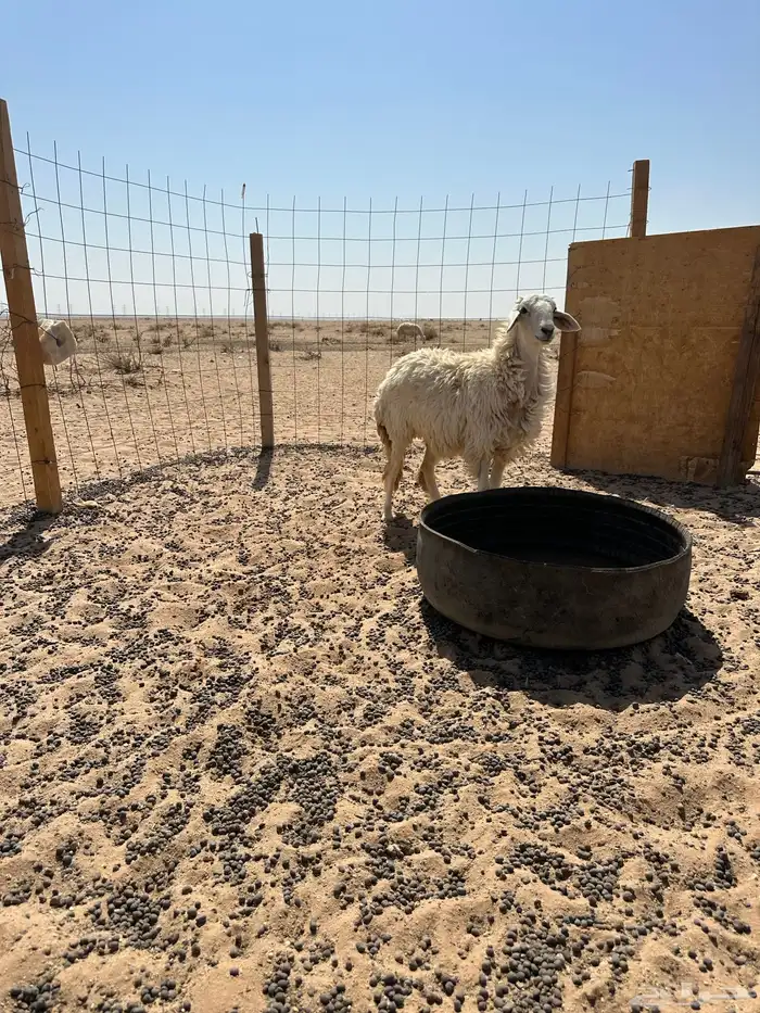 جذعه حريه طيبه 0