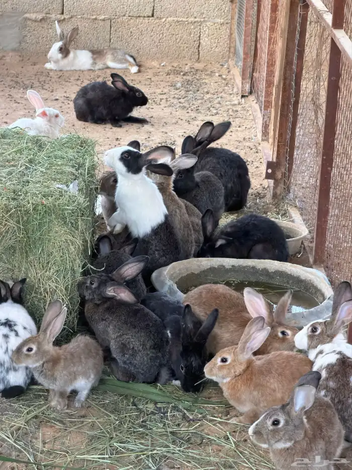 ارانب للبيع 2