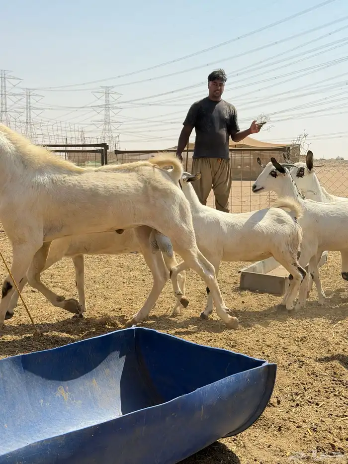غنم جفار بيشيات صنف 11