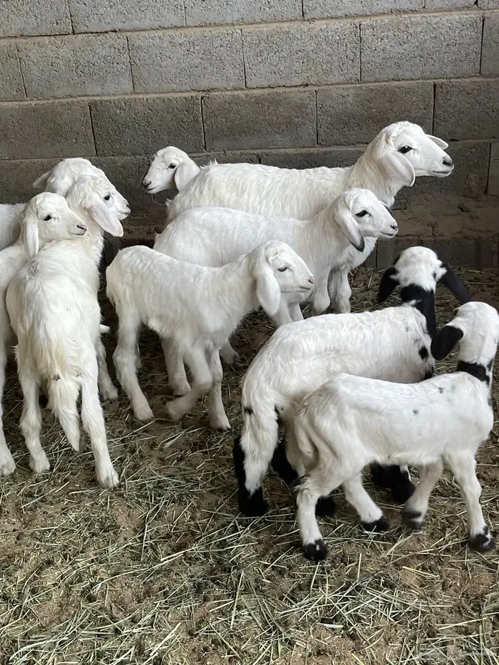 ضان ولد تم البيع 3