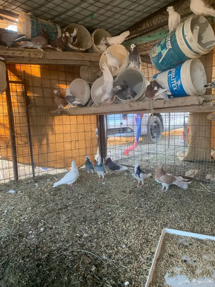 البيع حمام بلجيكي 2