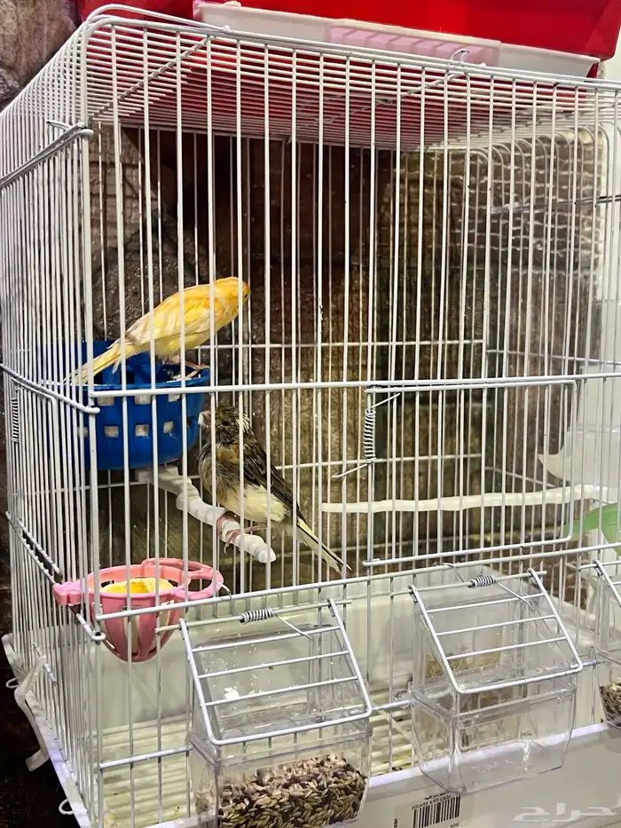 للبيع انثى كناري مع ولده وذكر كناري سوري 2