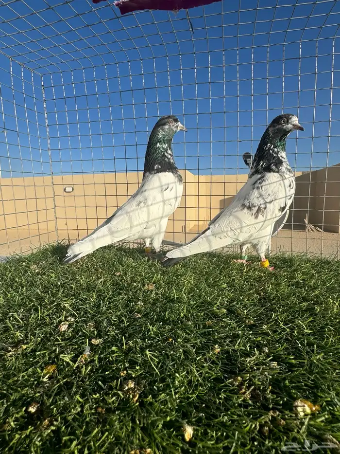 ( تم البيع ) 0