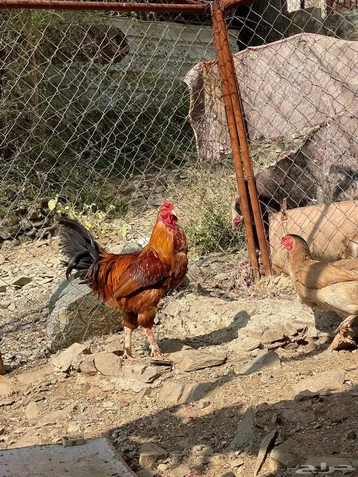 ديك ودجاجه للبيع 4