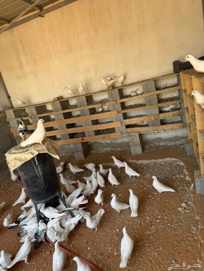 حمام فرنسي ابيض منتج للبيع 3