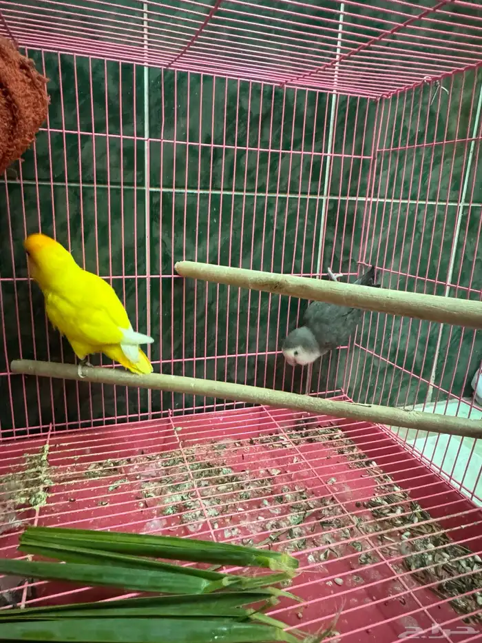 جوز روز منتج 5