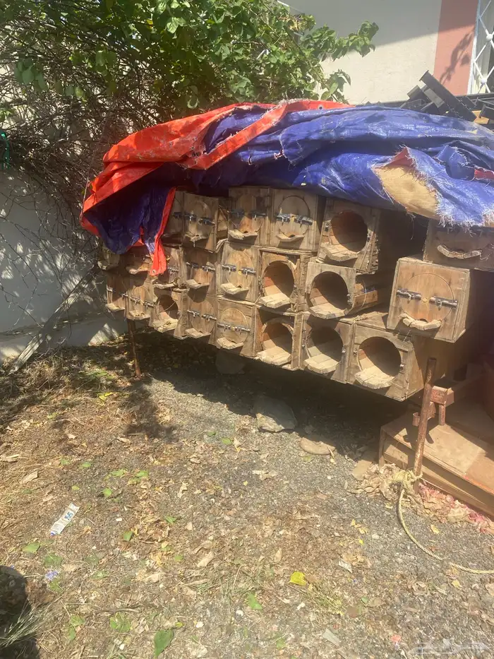 خلايا نحل محايلي عدد 55 خلية 1