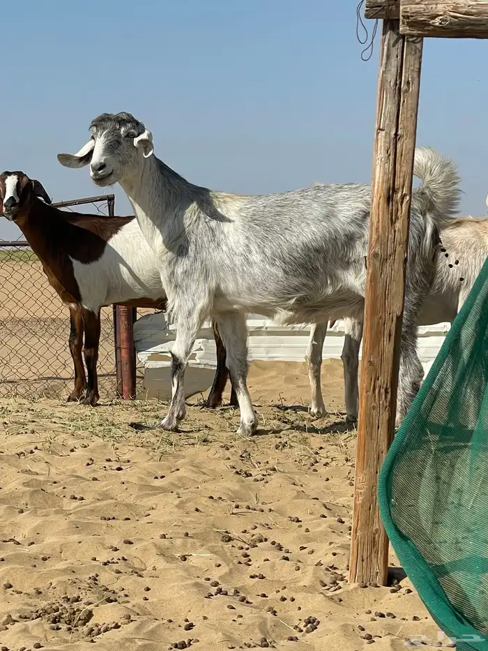 معزا عارضي   مصري  بيشي 0