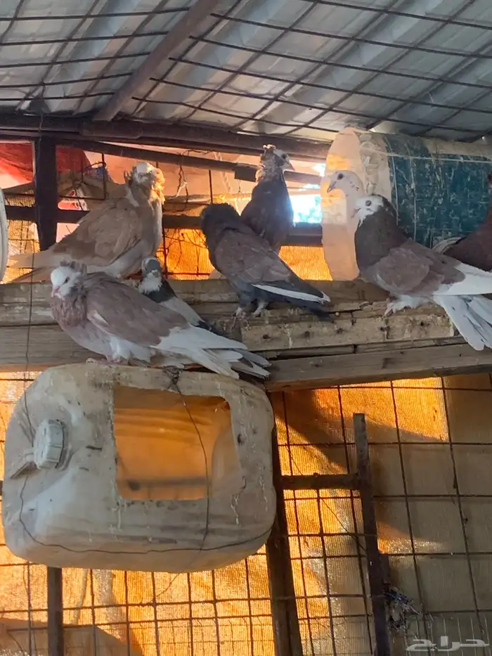 البيع حمام بلجيكي 0