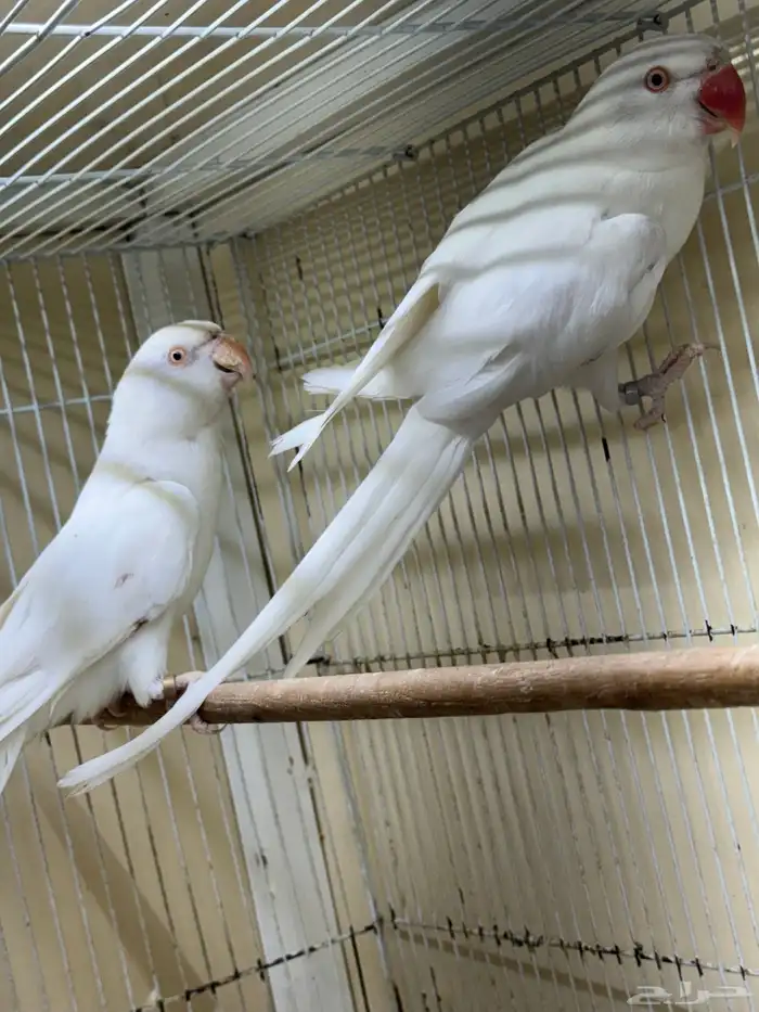 زوج درة البينو جاهز للانتاج طيور قديمة 1