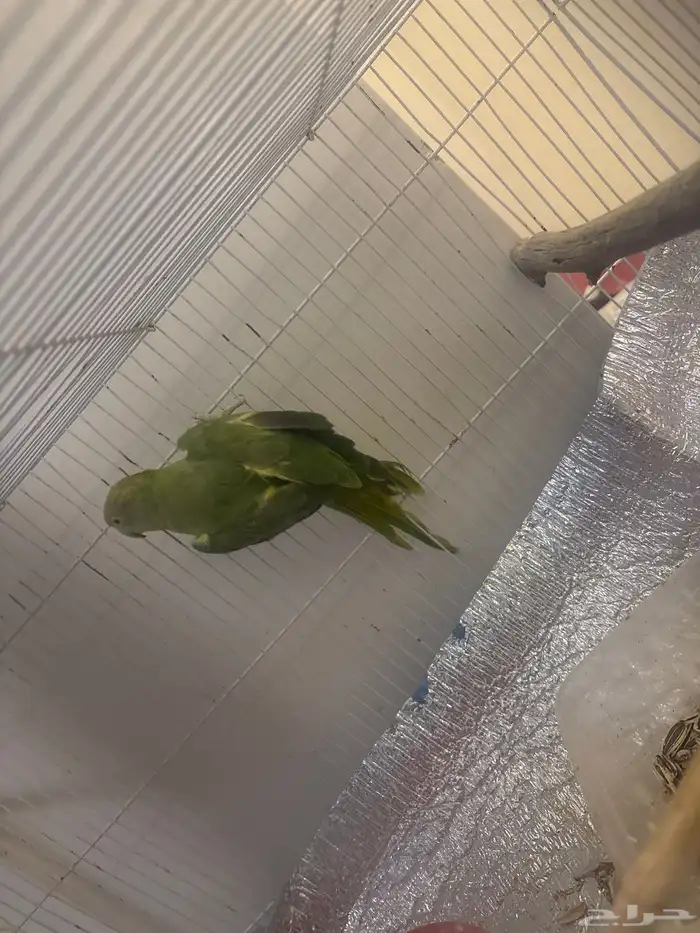 بغبغاء الدرة 2