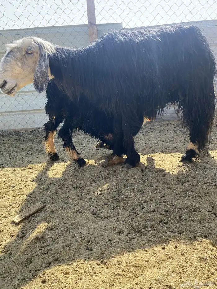 نجد متابيع 1