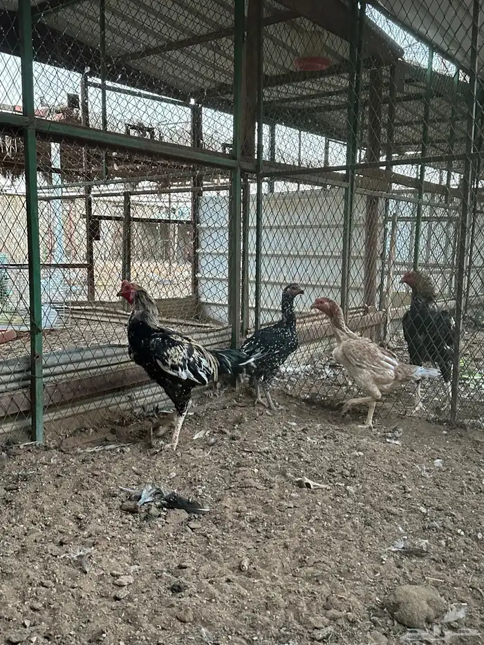 اطقم دجاج شامو - مستوى تب 1