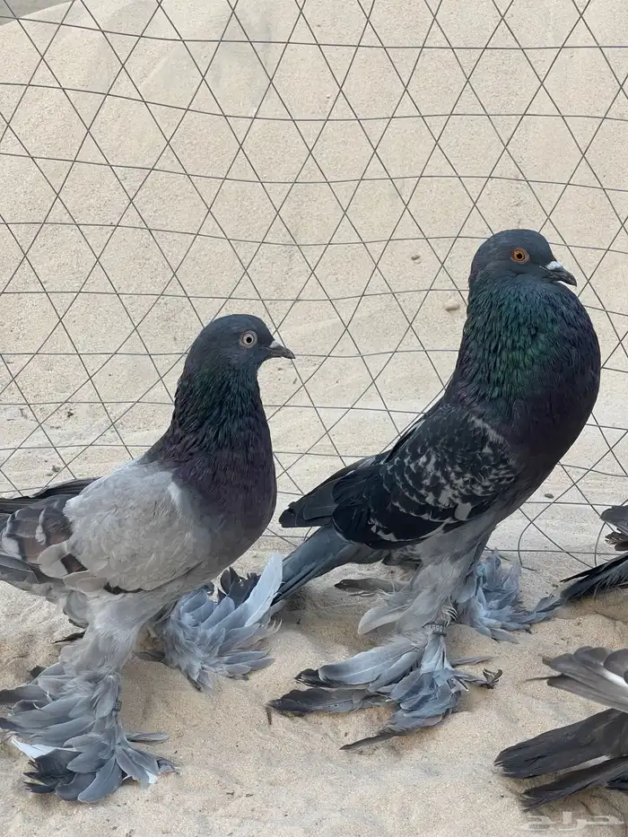 حمام نفاخ 3