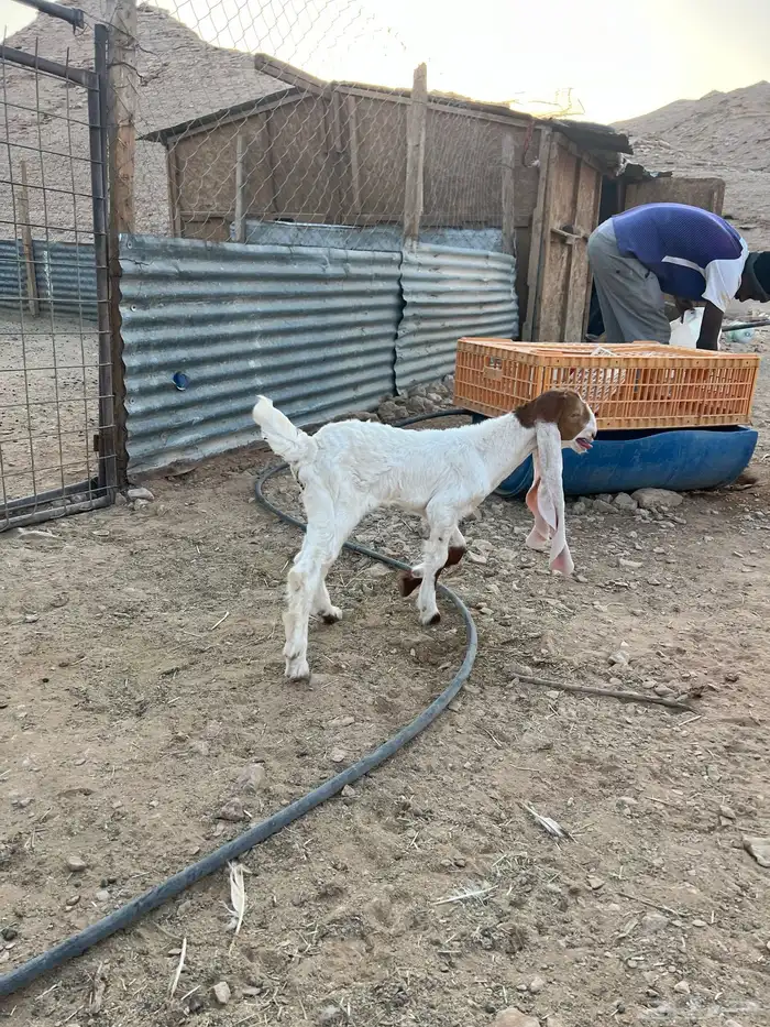 تيس داغور 4