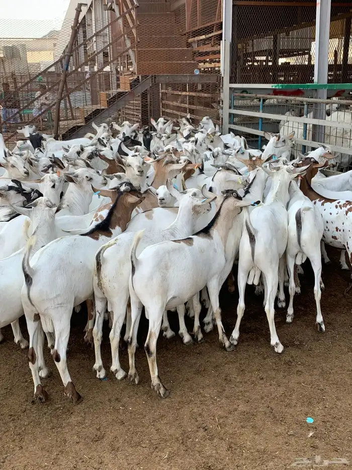 تيوس مرابي خميس مشيط 4