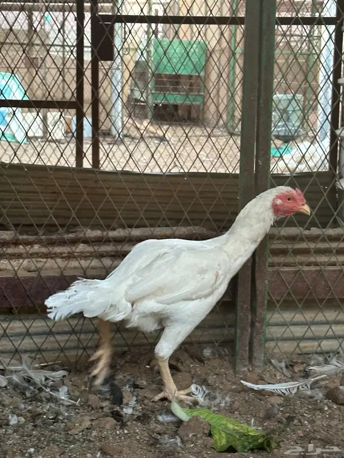 اطقم دجاج شامو - مستوى تب 9