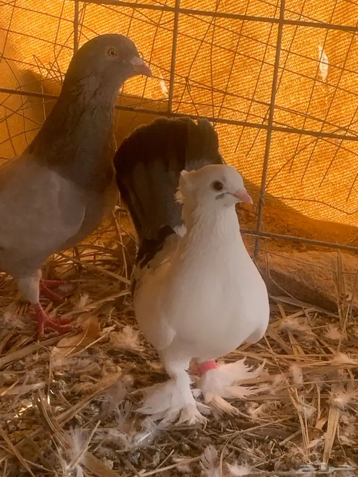 البيع حمام بلجيكي 9