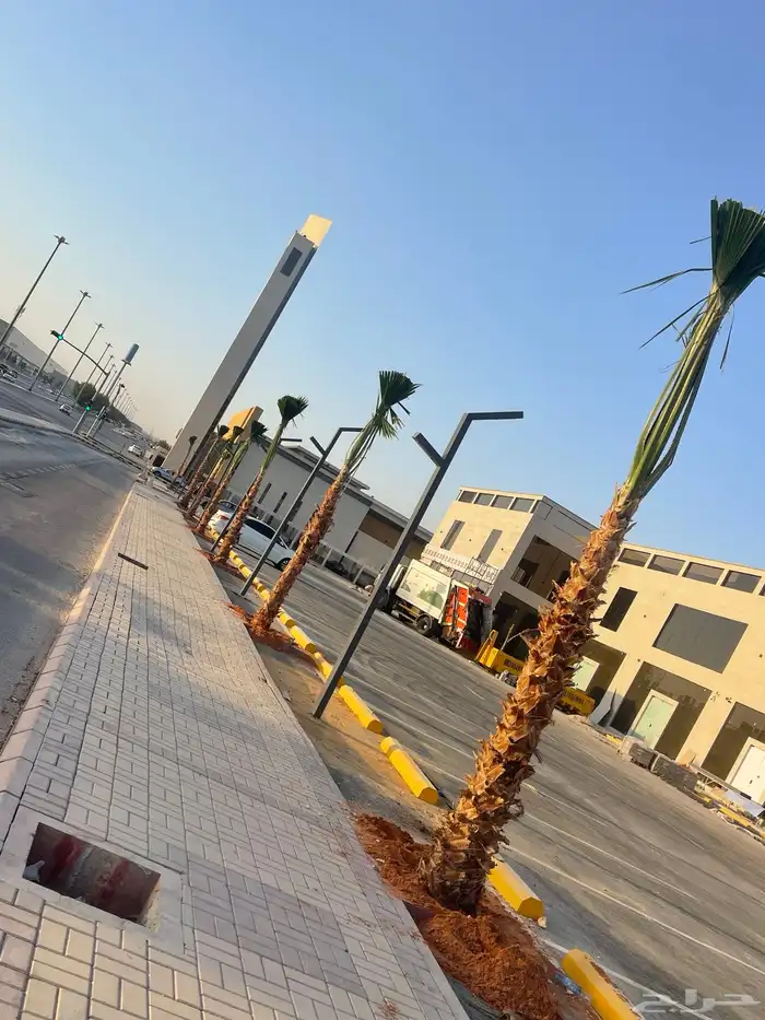 نخيل واشنطويا للبيع 3