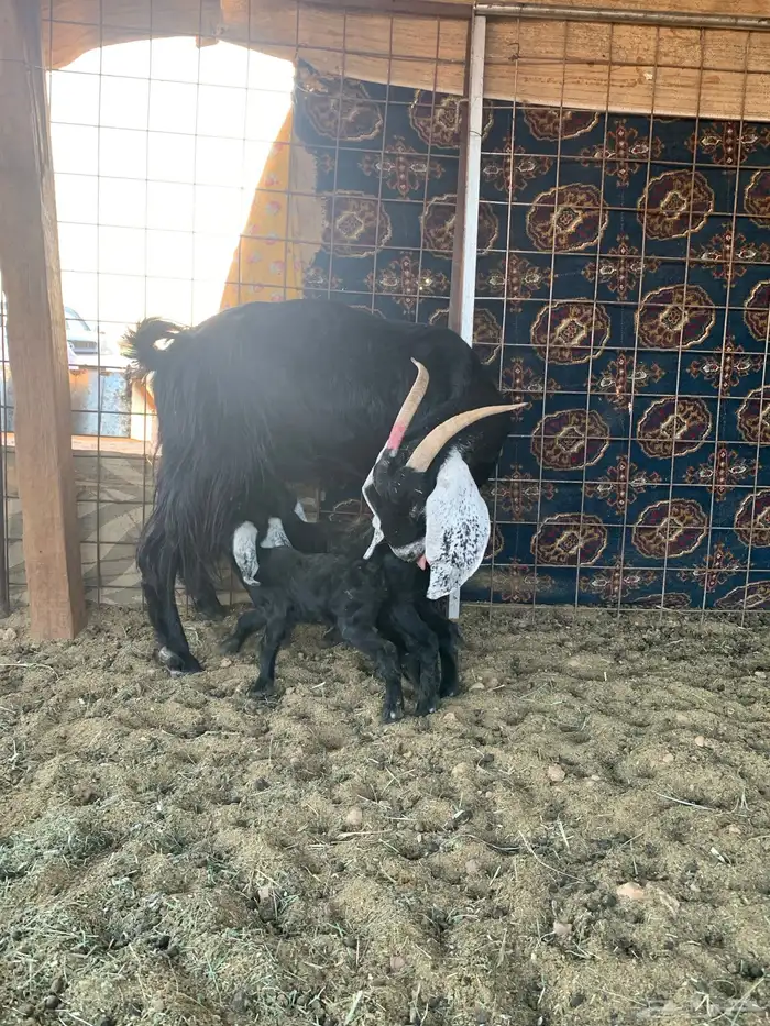 عنز والد معها جفرتين 0