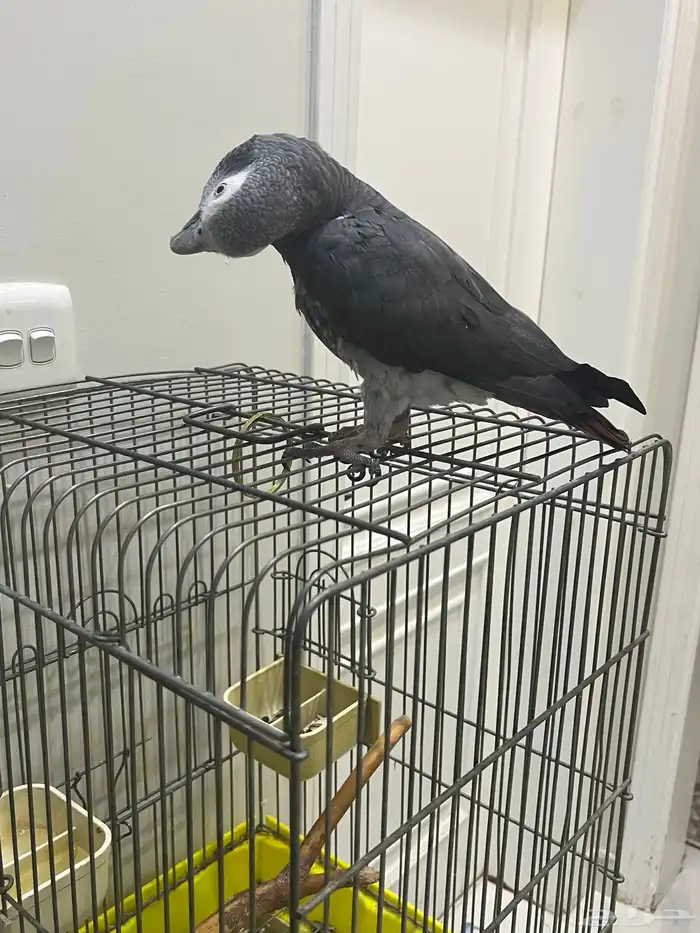 السلام عليكم 6