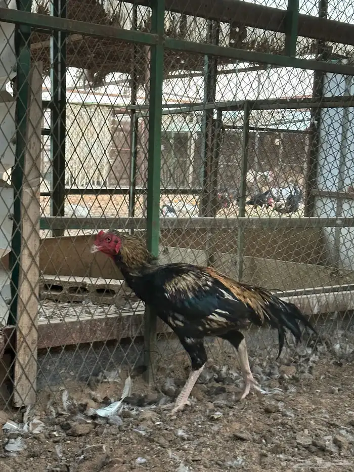 اطقم دجاج شامو - مستوى تب 12