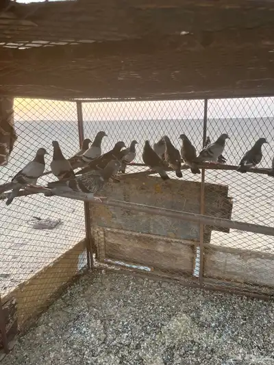 حمام للبيع 0