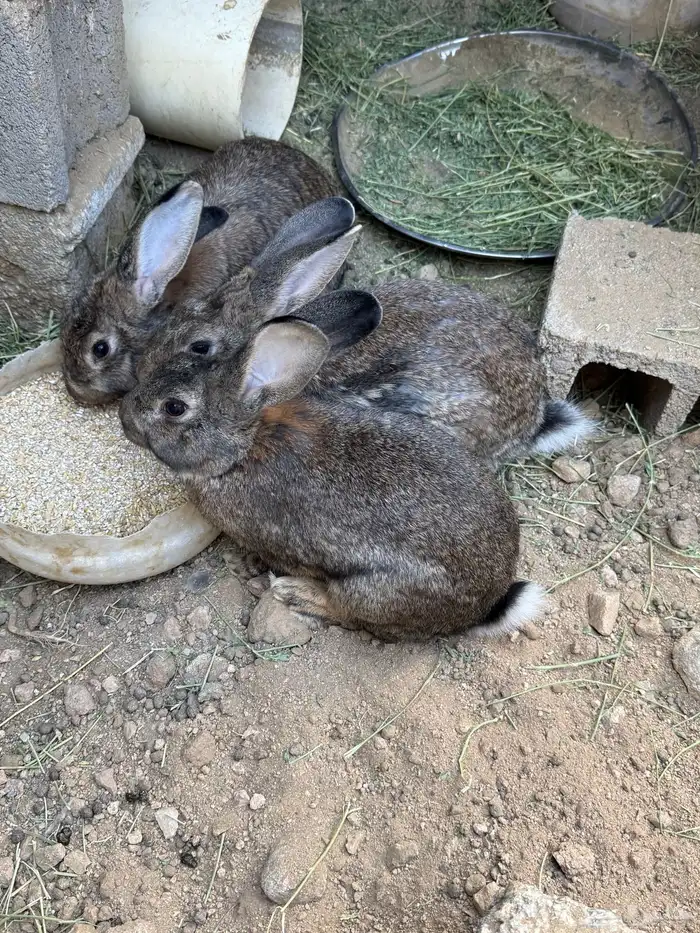 ثلاثة ذكور إيطالي 0