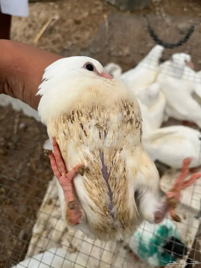 زغاليل حمام فرنسي سوبر جابو شحم ولحم 2