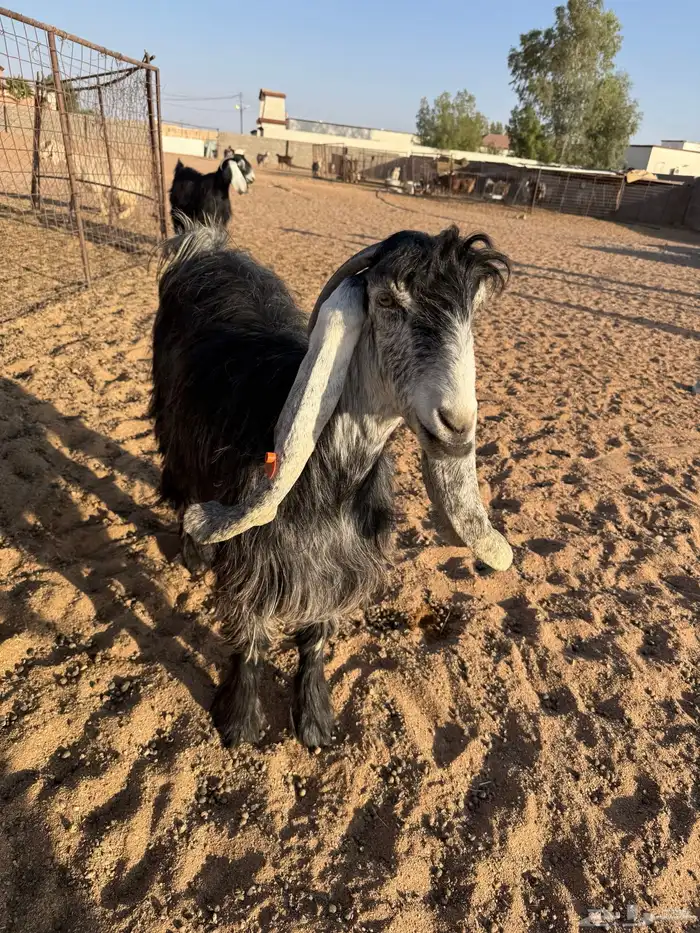 عنز توها مقروعه سنها تو مربع السعي على المشتري 0