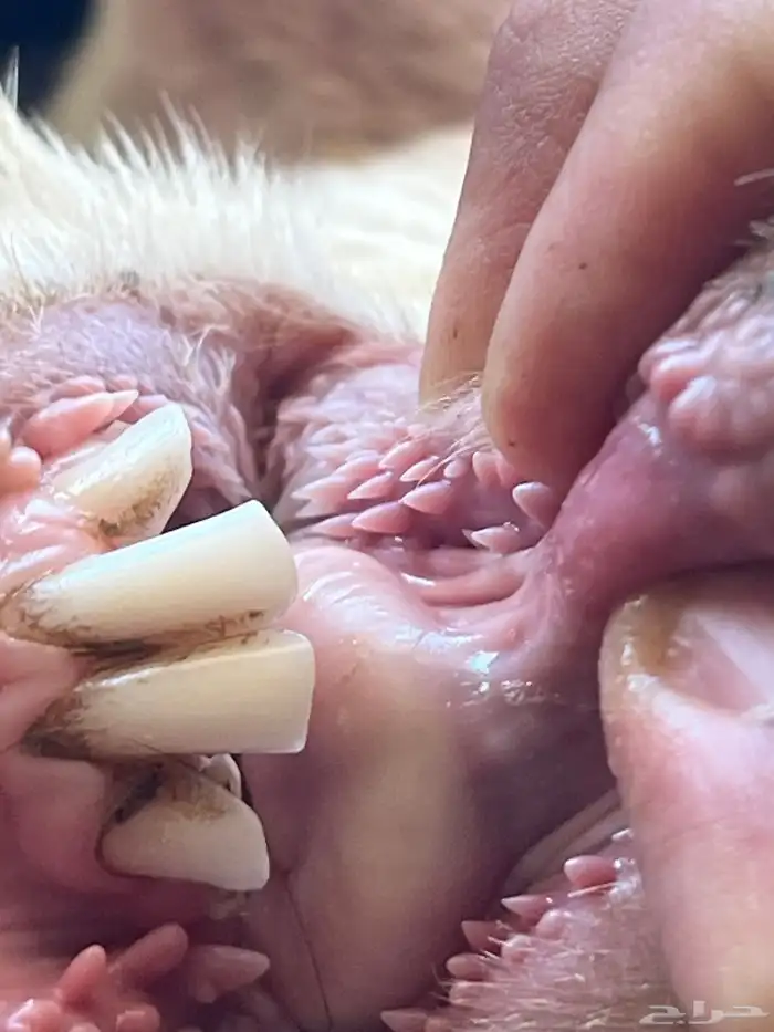 تيس فحل مشروط 2