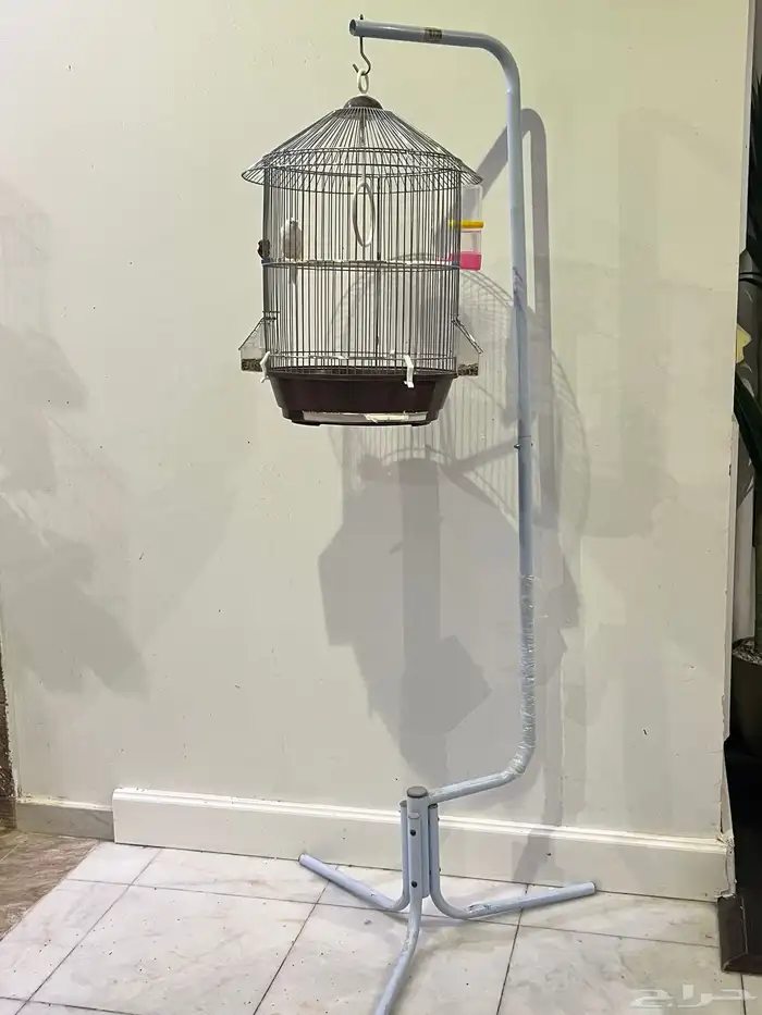 للبيع انثى كناري مع ولده وذكر كناري سوري 5