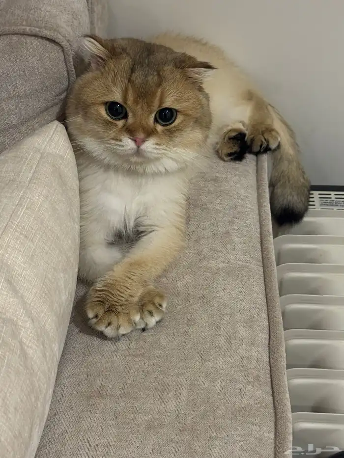 سكوتش فولد ذكر لتزاوج بدون مقابل 5