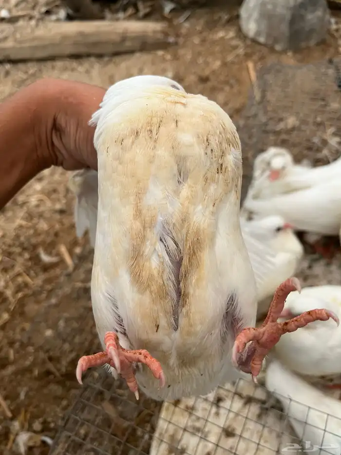 زغاليل حمام فرنسي سوبر جابو شحم ولحم 3