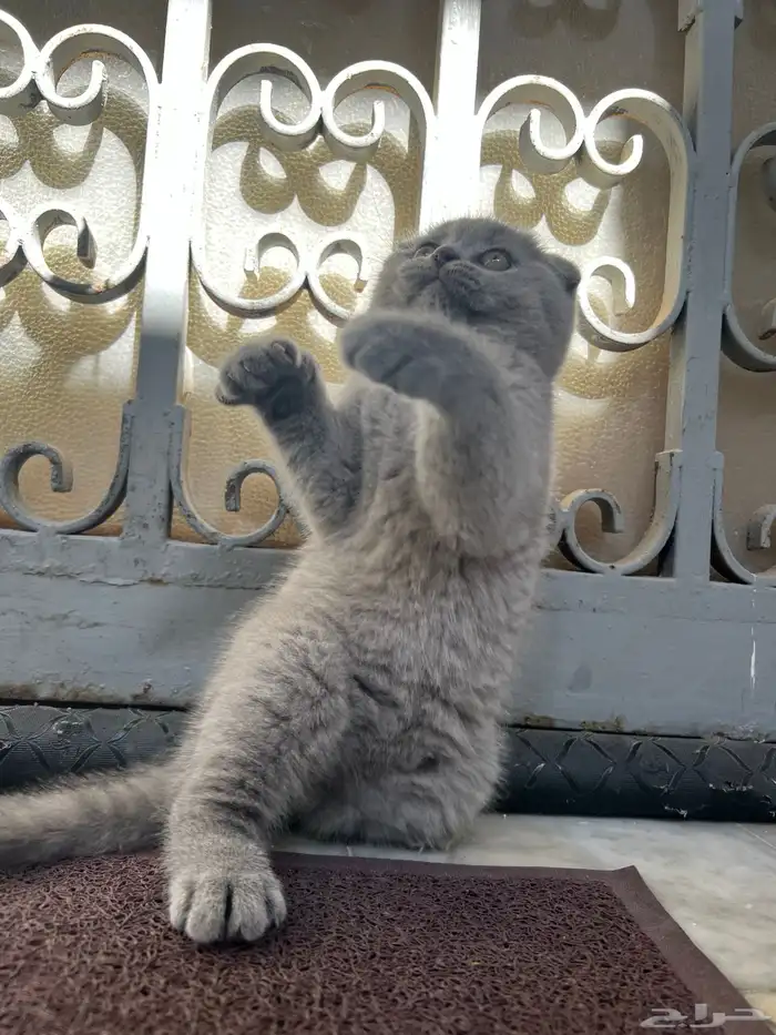 scottish fold kitten 11