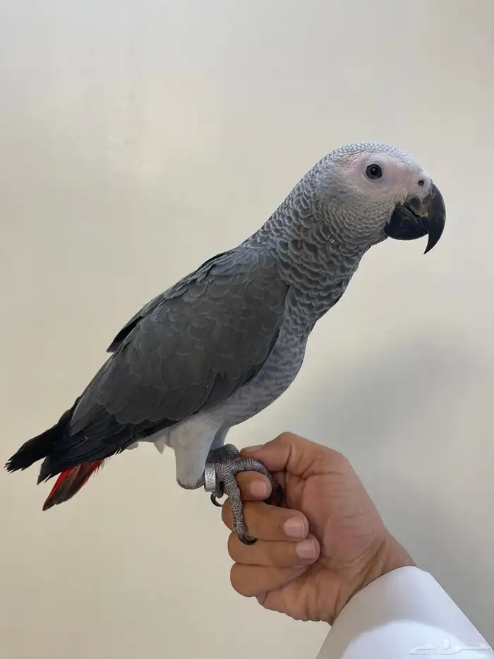 فرخ كاسكو اليف هدد 1