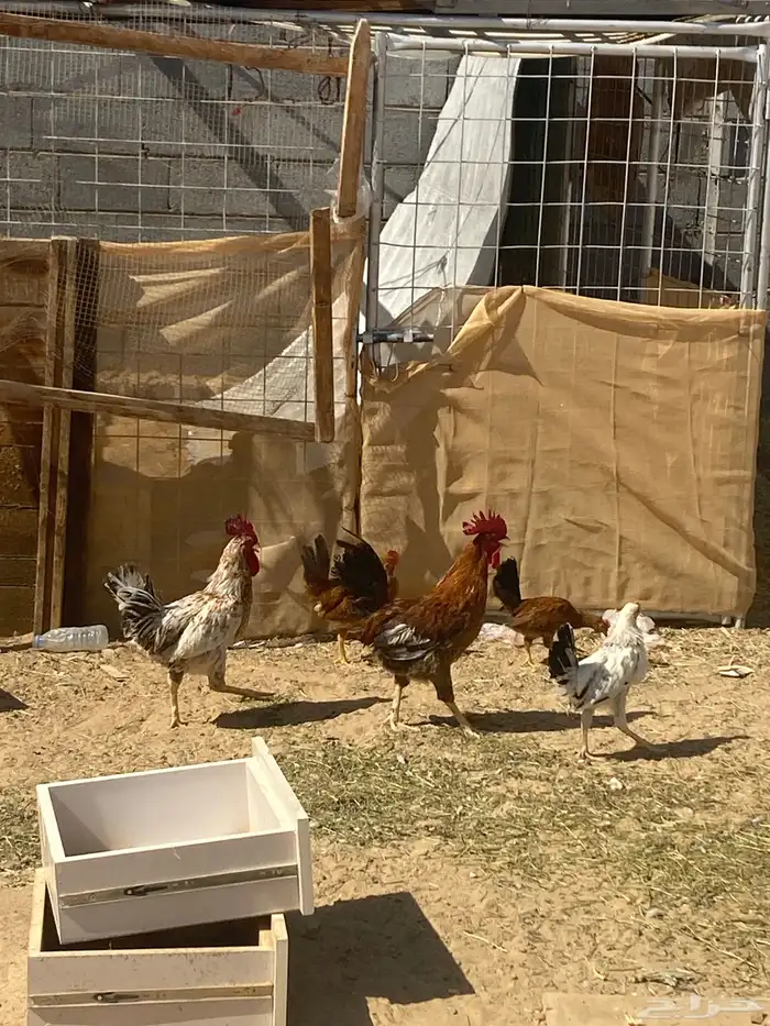 دياك دجاج بلدي 2