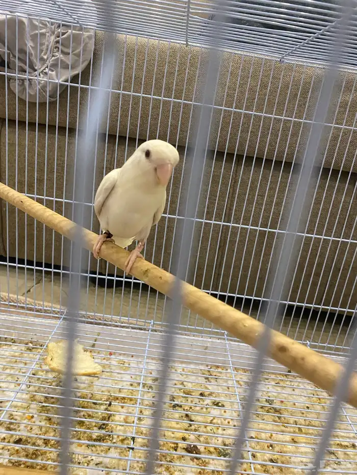 زوج روز ال بينو عيون حمراء محمية الوادي 1