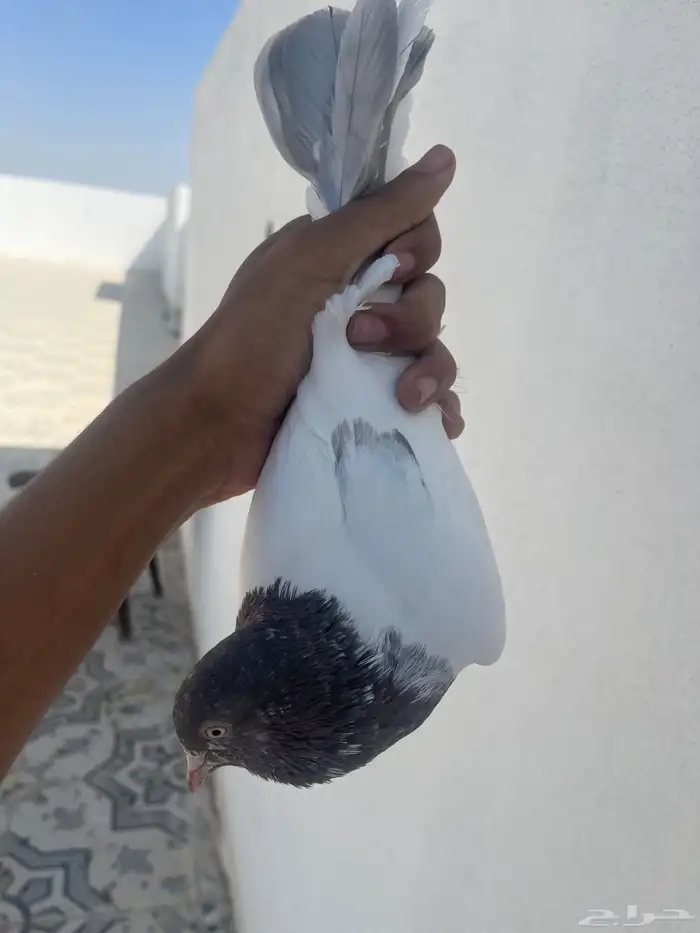 جوز لاكا 3