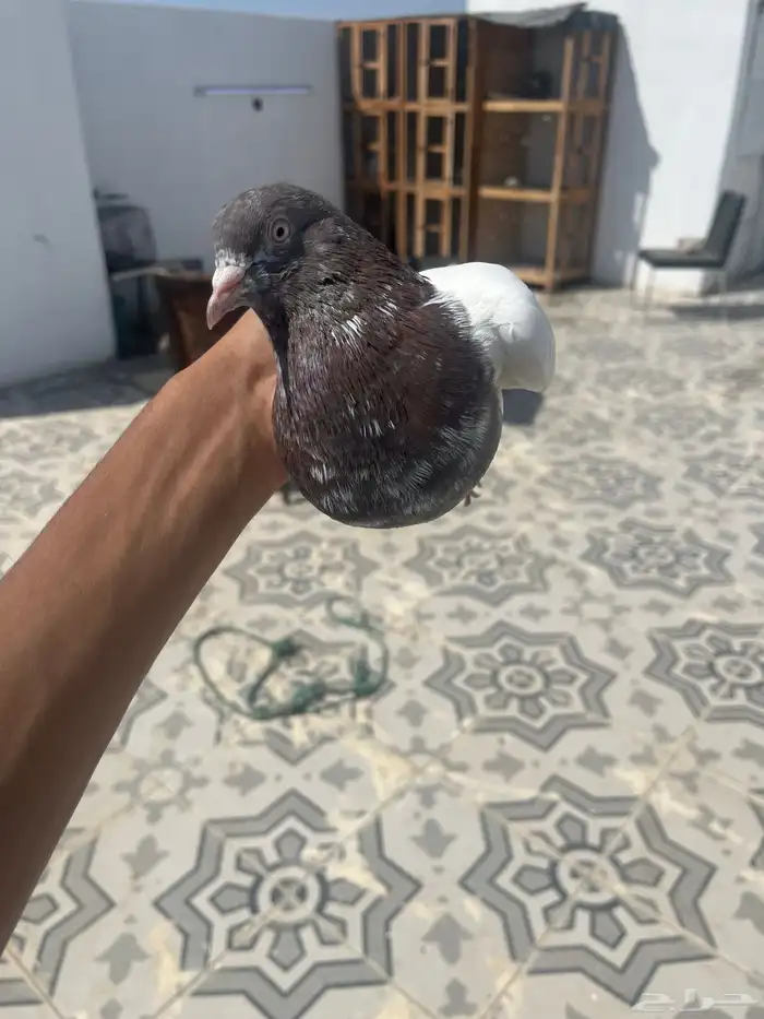 جوز لاكا 6