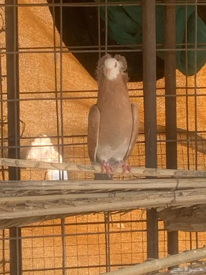 البيع حمام بلجيكي 16