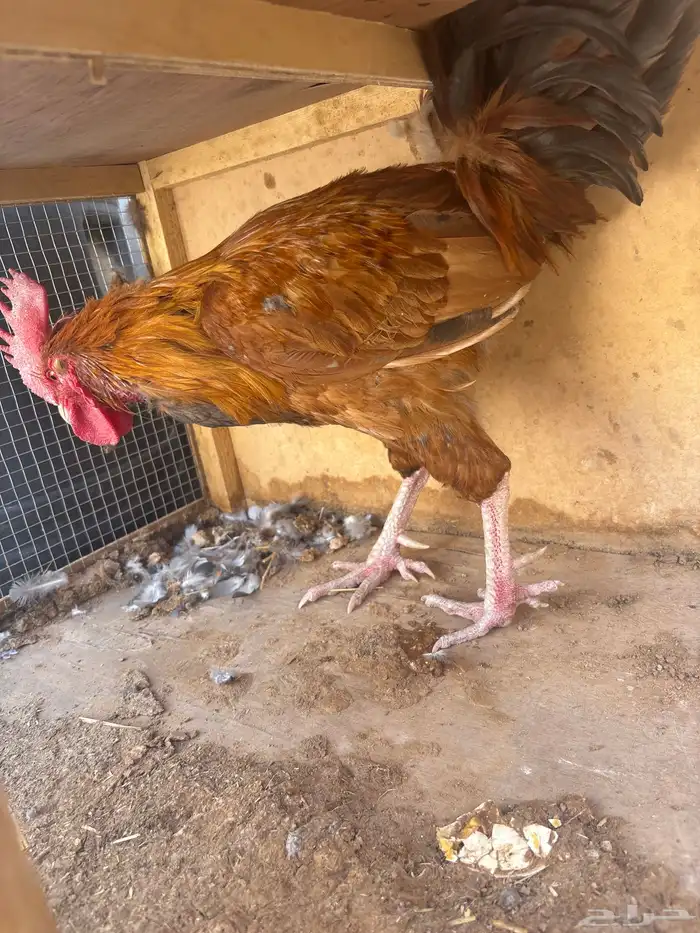 للبيع ديكه عربية 2