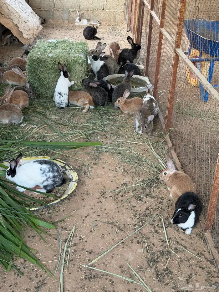 ارانب للبيع 0